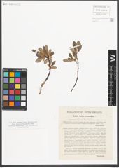Foto von Salix helvetica Vill. x Salix retusa L.